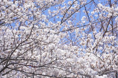 Japonya'da kiraz çiçeği çiçekleri