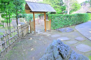 Japon parkında gündüz vakti yeşil ağaçlar ve bitkiler