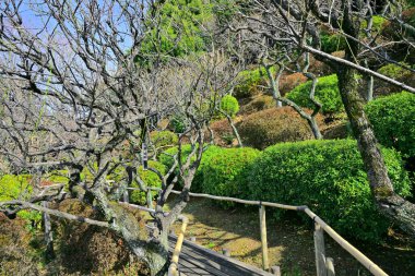 Japon parkında gündüz vakti yeşil ağaçlar ve bitkiler