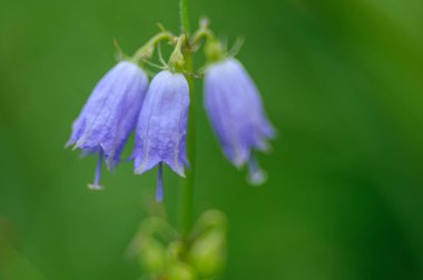 Yeşil arkaplanda mavi çan çiçeğine (clematis cleis cleis) yakın plan