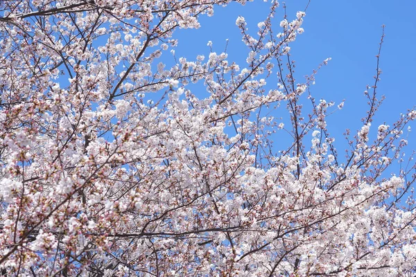 Japonya'da kiraz çiçeği çiçekleri