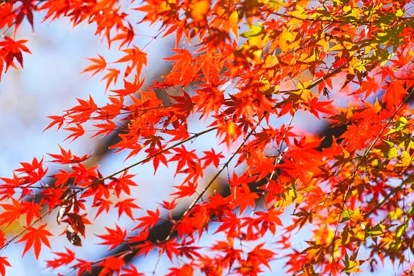Sonbahar Mevsiminde Güzel Renkli Yapraklar Sonbahar Mevsiminde Bitki Örtüsü — Stok fotoğraf
