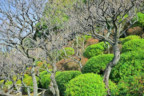 Pohon Hijau Dan Tanaman Taman Jepang Pada Siang Hari — Stok Foto