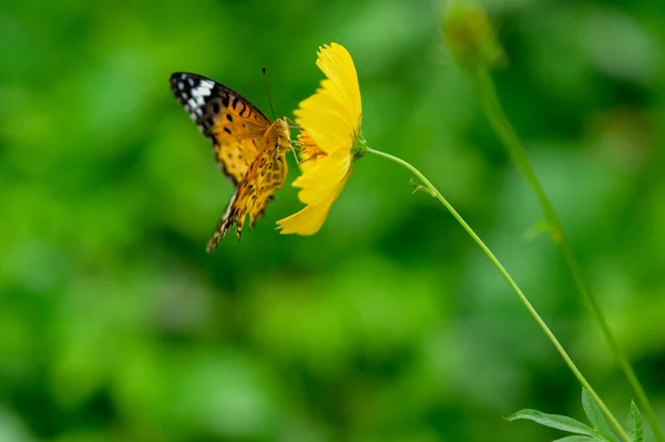 butterfly on yellow flower in the garden