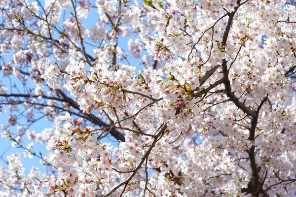 Cerrar Las Flores Del Árbol Floreciente Primavera — Foto de Stock