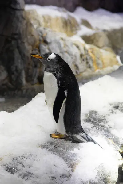 Pingüino Nieve —  Fotos de Stock