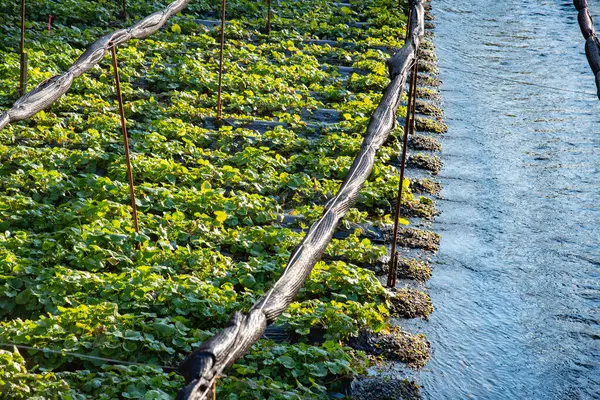 Irrigatiesysteem Het Veld Met Het Kweken Van Verse Groene Planten — Stockfoto