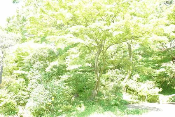 Zelené Větve Stromu Pozadí Oblohy — Stock fotografie