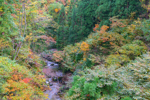 small river in autumn forest