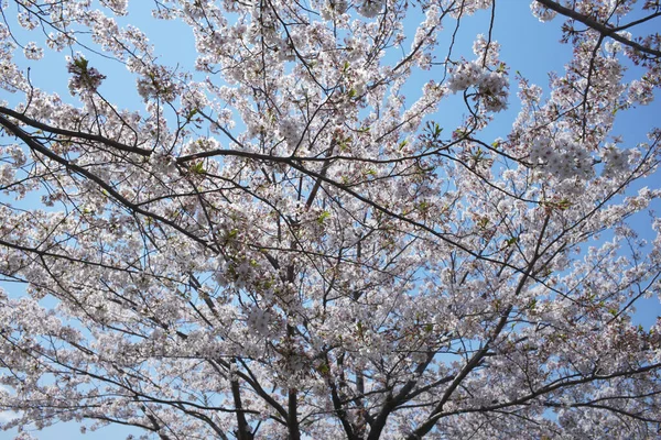 Flores Primavera Cerezo Floreciente Jardín — Foto de Stock