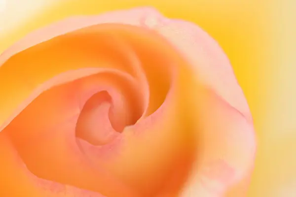 Pétales Fleur Rose Orange Macro — Photo