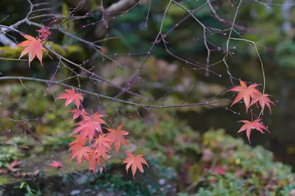 Ιαπωνικά Σφεντάμια Στο Φθινόπωρο Χρώμα — Φωτογραφία Αρχείου