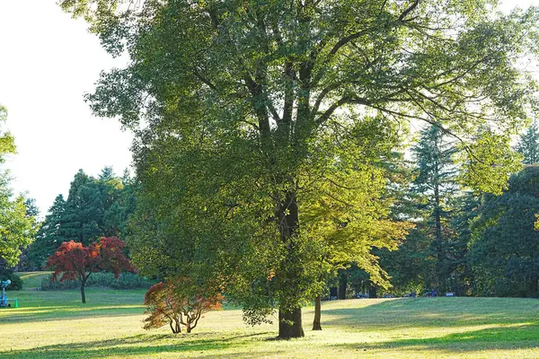 Летние Деревья Парке — стоковое фото