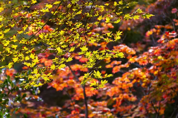 Ветви Осенних Деревьев Жёлтыми Красными Листьями — стоковое фото