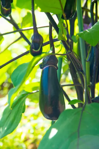 Органічні Чорні Баклажани Ростуть Овочевому Саду — стокове фото