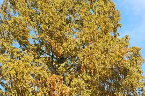 Prachtig Herfstlandschap Met Gele Bladeren — Stockfoto