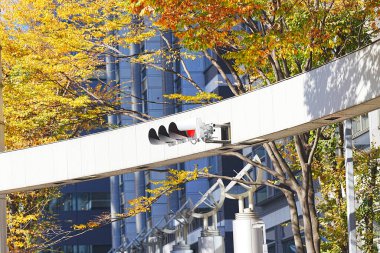 Sonbahar ağaçlarıyla çevrili sokak üzerinde asılı trafik ışığı