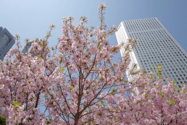 Bahçedeki güzel çiçekler modern şehir mimarisi, Japonya ve Tokyo 'ya karşı çiçek açıyor.