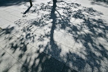 Güneşli bir günde kaldırımda ağaç gölgesi