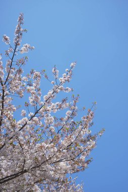 Bahar çiçekleri Bahçede çiçek açan kiraz ağacı.