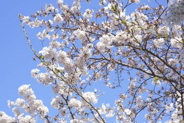 Bahar bahçesindeki dallarda kiraz çiçekleri     