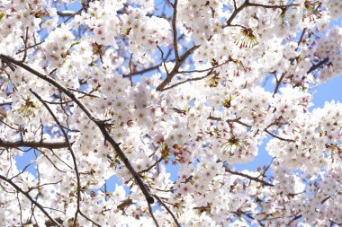 İlkbaharda açan ağaçların çiçeklerini kapat.