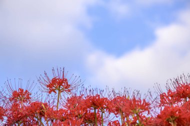 Bahçedeki güzel kırmızı çiçekler