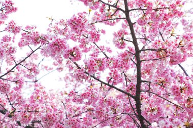 Dallarında pembe çiçekler açan güzel bir ağaç.