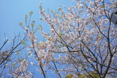 Bahar çiçekleri Bahçede çiçek açan kiraz ağacı.