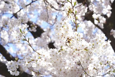 İlkbaharda açan ağaçların çiçeklerini kapat.