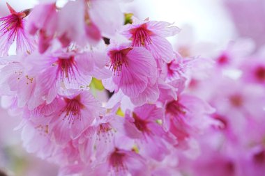 Dallarında pembe çiçekler açan güzel bir ağaç.