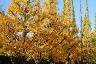 Ormanda sonbahar yaprakları. Sonbahar sezonu arkaplanı       