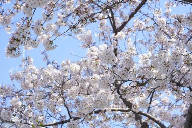 İlkbaharda açan ağaçların çiçeklerini kapat.