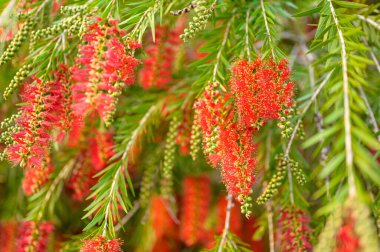 kırmızı çiçekler ve yeşil yapraklar