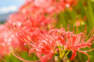 Japonya 'da çiçek açan amiral kümesi.