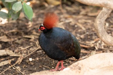 Açık havada dalların yanında kuru yaprakların arasında duran renkli bir kuş.
