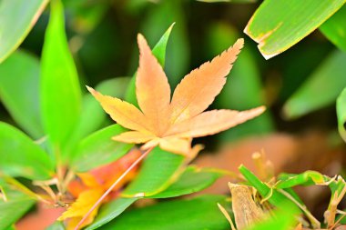 yeşil ve sarı yaprakları kapat, sonbahar arkaplanı