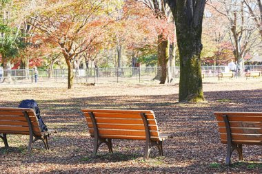 Sonbahar parkındaki ahşap bankların manzarası