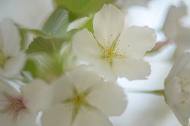 Güzel bahar çiçekleri. doğa arkaplanı