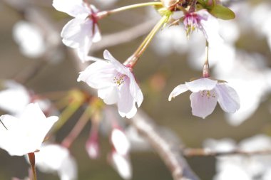 güzel kiraz ağacının baharda çiçek açan.