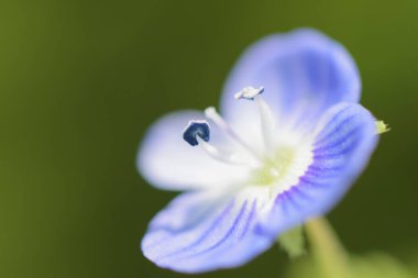 Bulanık arkaplanda güzel mavi bahar çiçeği