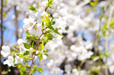 İlkbaharda açan ağaçların çiçeklerini kapat.