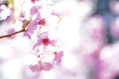 Japonya 'da kiraz çiçeği.