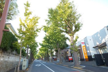 Küçük bir kasabada boş yol boyunca büyüyen yeşil ağaçların güzel manzarası. 