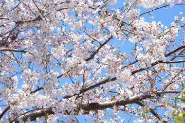 Japonya'da kiraz çiçeği çiçekleri