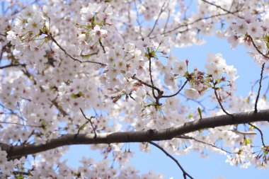 İlkbaharda açan ağaçların çiçeklerini kapat.