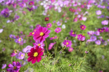 Bahçedeki güzel kozmos çiçekleri          