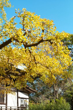 Evdeki güzel sonbahar ağaçları 