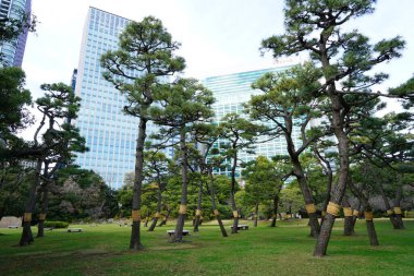  Tokyo, Japonya 'daki Tokyo şehir bahçesi manzaralı.
