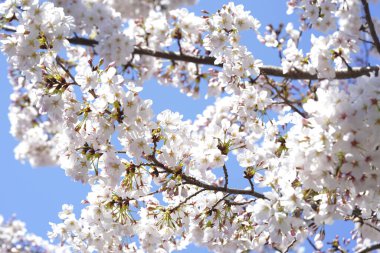 İlkbaharda açan ağaçların çiçeklerini kapat.